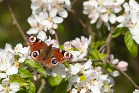 Peacock butterfly (Aglais io) adult insect feeding on garden apple tree blossom flowers in spring,