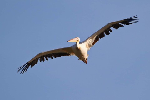 Great White Pelican (Pelecanus onocrotalus) flying, North Rhine-Westphalia, Germany