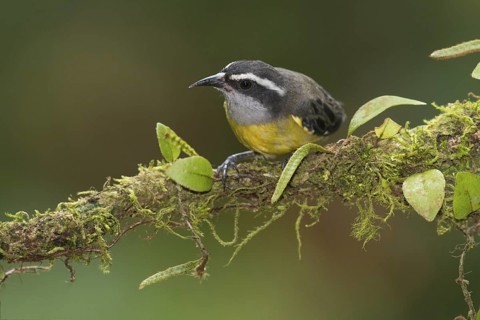 Bananaquit (Coereba flaveola), Costa Rica