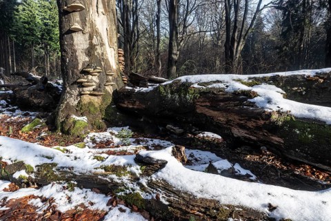 Deadwood in winter beech forest (Fagus sylvatica), Emsland, Lower Saxony, Germany