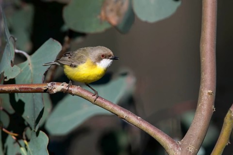 White-throated Gerygone (Gerygone olivacea), Victoria, Australia
