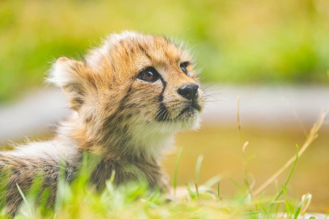 Cheetah (Acinonyx jubatus) youngster lying on a meadow, captive, occurrence Africa