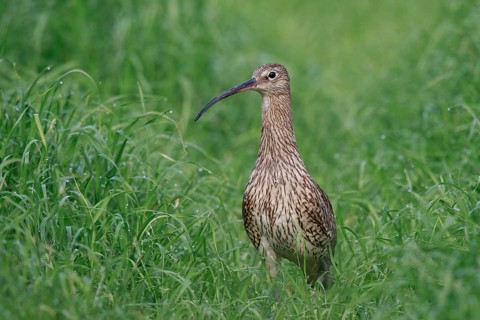 Eurasian Curlew (Numenius arquata) female, North Rhine-Westpalia, Germany