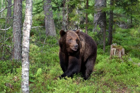 Animals, mammals, bear, brown bear, wild, biotope, habitat, (Ursus arctos arctos), foraging,