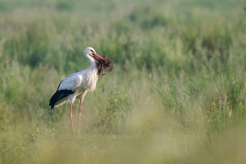 White Stork (Ciconia ciconia) with nesting material in beak, North Rhine-Westphalia, Germany