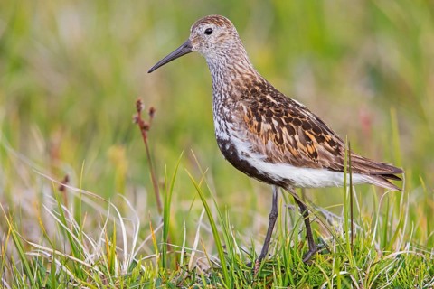 Dunlin, (Calidris alpina), Animals, Bird, Snipe family, Breiðavík, Vestfirðir, Iceland