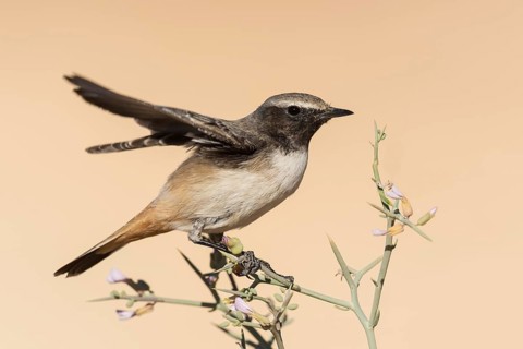 Kurdish Wheatear (Oenanthe xanthoprymna) male perched on a branch, Arava Valley, Israel