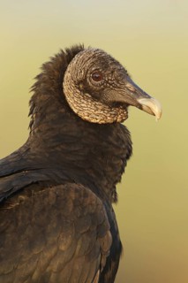 Black Vulture (Coragyps atratus), Florida, USA