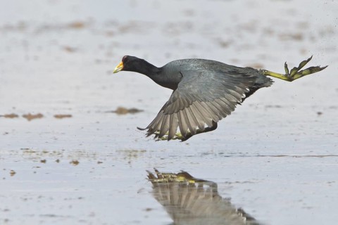 Giant Coot (Fulica gigantea) in a wetland in Bolivia, South America