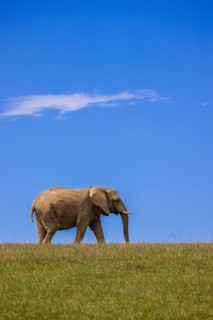 An adult female African elephant (Loxodonta africana) stands on a meadow with tall grass, eating it