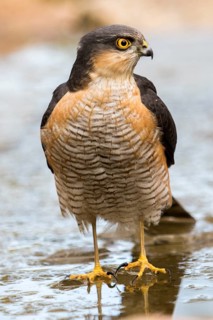 Eurasian Sparrowhawk (Accipiter nisus) male at a waterhole, Madrid, Spain