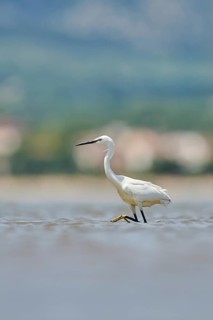 Little egret (Egretta garzetta) walking at the shore, hunting, sea, ebro delta, Catalonia, Spain