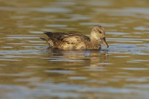 Gadwall (Mareca strepera) male, California, USA