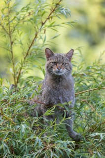 One European wildcat, Felis silvestris silvestris, sitting in a green weeping willow tree. Green