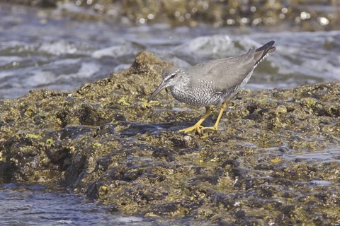 Wandering Tattler (Tringa incana), Ecuador
