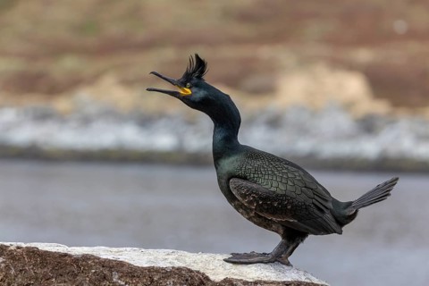 Cormorant (Phalacrocorax aristotelis), with bonnet, Hornoya, Varangerfjord, Norway