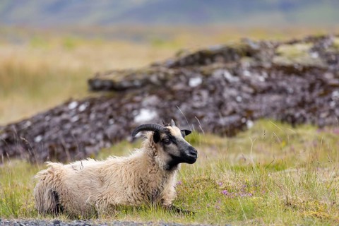 Sheep, Iceland, animal, animals, mammals, Icelandic sheep, resting, Kálfafellsstaður, Austurland,