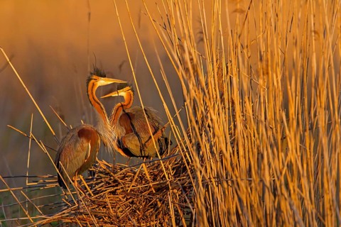 Purple Heron (Ardea purpurea), Baden-Wuerttemberg, Germany