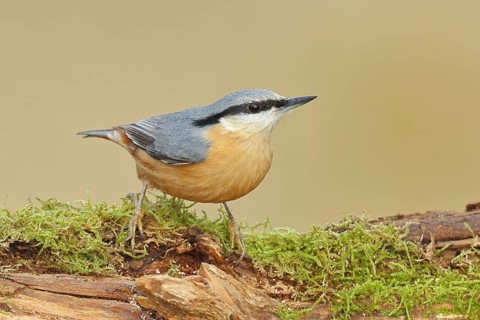Nuthatch (Sitta europaea), sitting on a tree root covered with moss, Wilnsdorf, North