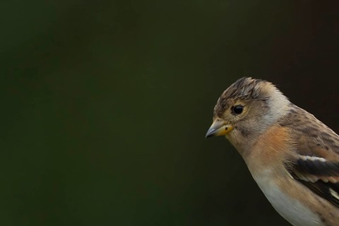 Brambling (Fringilla montifringilla) adult female bird head portrait, Suffolk, England, United
