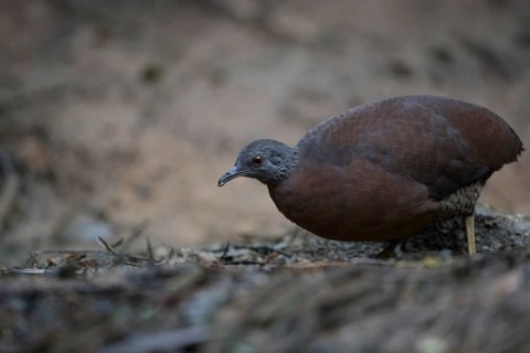 Brown Tinamou (Crypturellus obsoletus), Atlantic rainforest, Brazil