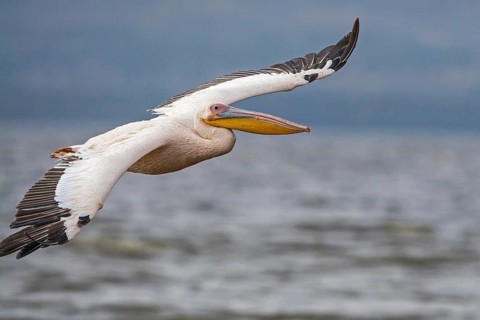 Great White Pelican (Pelecanus onocrotalus), South Africa