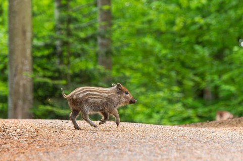 Wild boar (Sus scrofa) piglet running in a forest, Bavaria, Germany