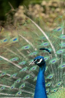 Indian peafowl or Peacock (Pavo cristatus) adult male bird displaying showing its tail feathers,