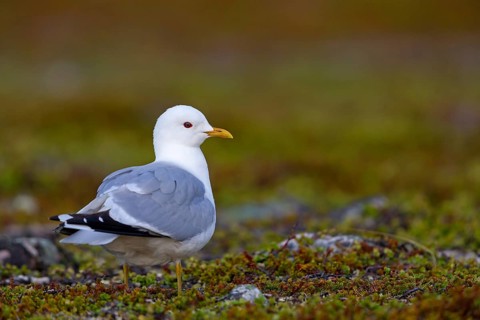 Sturmmöwe, Common Gull, Mew Gull, Larus canus, Goéland cendré, Gaviota Cana