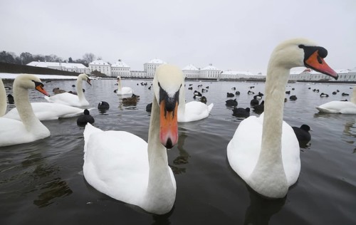 Mute Swan (Cygnus olor), Bavaria, Germany