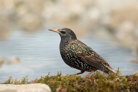 Common Starling (Sturnus vulgaris) female at waterhole, Bavaria, Germany