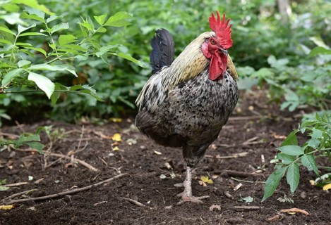 Rooster and hens (Gallus gallus domesticus) foraging in the field, fir tree, Saxony-Anhalt, Germany