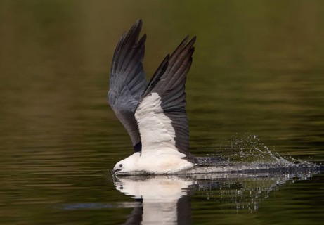 Swallow-tailed Kite (Elanoides forficatus) drinking in flight, Florida, USA