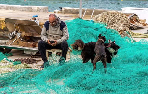 Playful dogs fight next to a fisherman who ties and repairs his net, Cala Figuera harbour, Majorca,