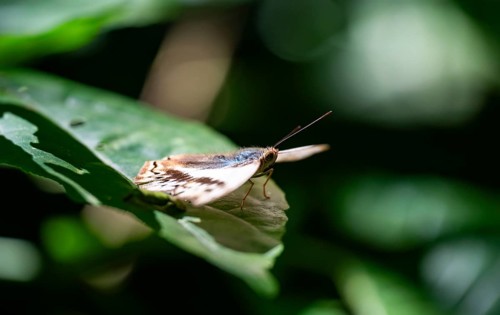 Butterfly sitting on a leaf in rainforest, Murchison Falls National Park, Western Region, Uganda