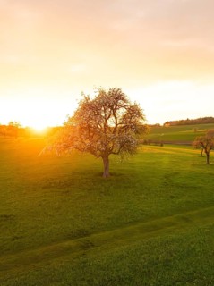 Tree stands on a green meadow as the sun sets creating a peaceful landscape, Gechingen, Calw