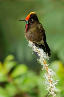 Rainbow-bearded Thornbill (Chalcostigma herrani) perched on a branch in the Andes Mountains of