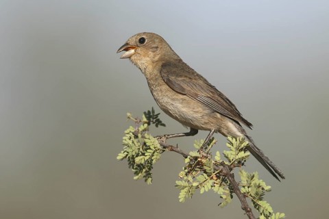 Varied Bunting (Passerina versicolor) singing, Arizona, USA