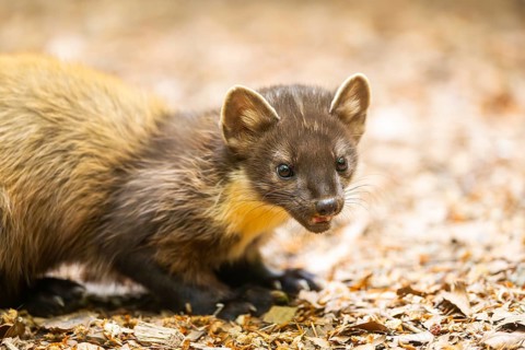 European pine marten (Martes martes) in a forest, Bavaria, Germany