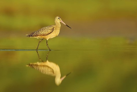 Marbled Godwit (Limosa fedoa), Texas, USA