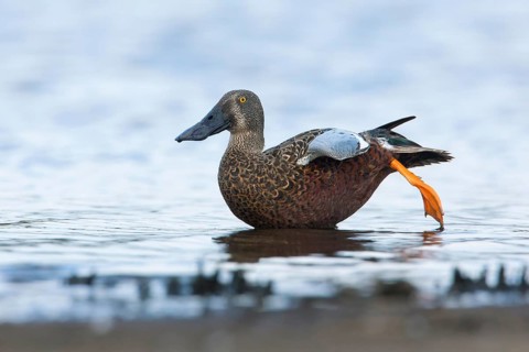 Australasian Shoveler (Spatula rhynchotis) male, Victoria, Australia