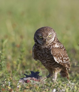 Burrowing Owl (Athene cunicularia), Florida, USA