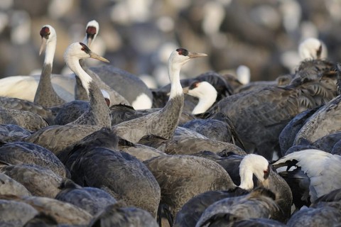 Hooded Crane (Grus monacha), Arasaki, Japan