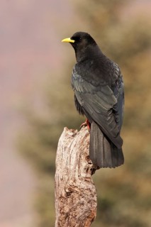 Alpine Chough (Pyrrhocorax graculus), St. Gallen, Switzerland