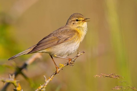 Willow Warbler, Willow Warbler, Phylloscopus trochilus, Pouillot fitis, Mosquitero Musical, Bad