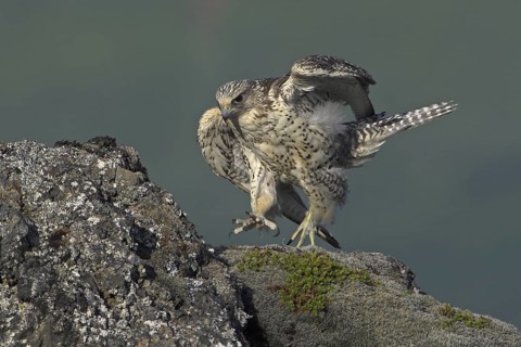 Gyrfalcon (Falco rusticolus) juvenile perched on a rock, Adaldalur, Iceland