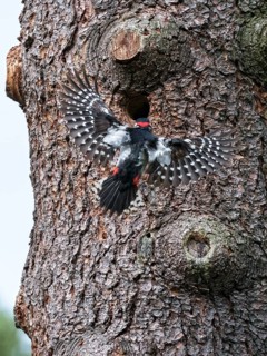 Great spotted woodpecker in flight to the breeding den