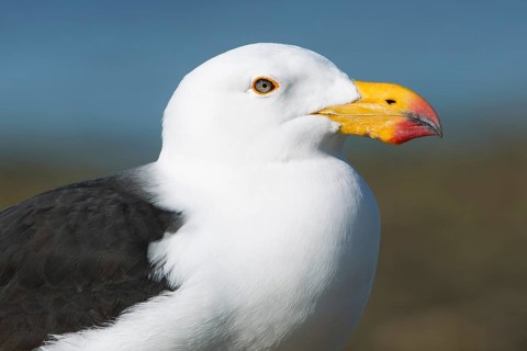 Pacific Gull (Larus pacificus georgii), South Australia, Australia