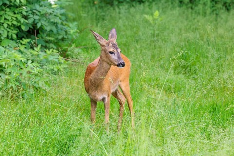 A female roe deer (Capreolus capreolus) stands in a green meadow. Bavaria, Germany