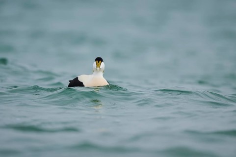 Common eider (Somateria mollissima) male swimming in the sea, Düne, Helgoland, Schleswig-Holstein,